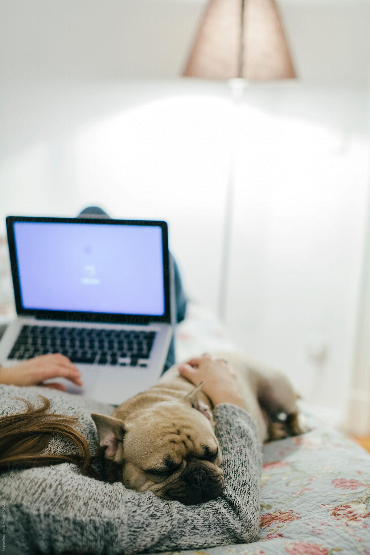 Woman lying in bed with French bulldog and laptop