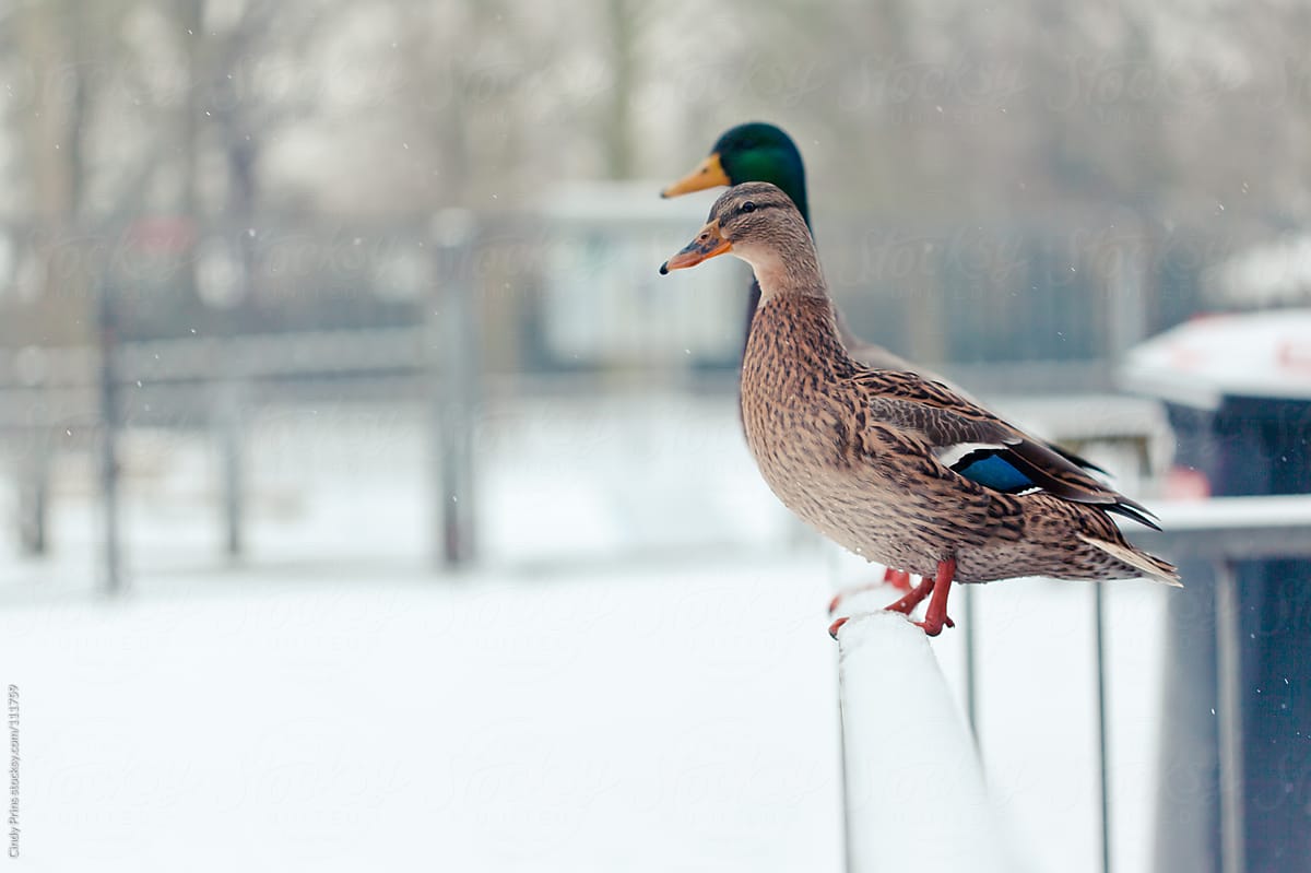Two ducks sitting on a fence in the snow