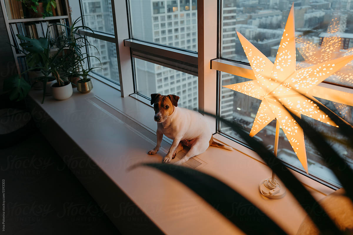 Pet in apartment decorated with Christmas star light.