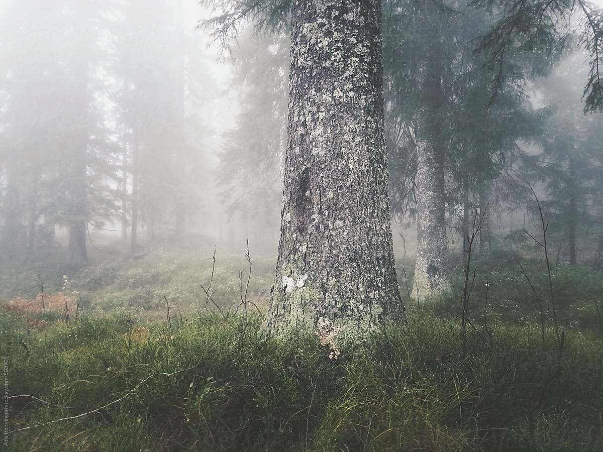 A lonely tree trunk in the misty atmosphere