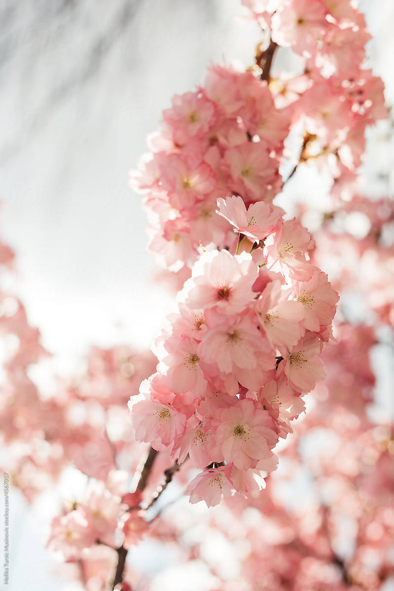Blossoming tree flowers.