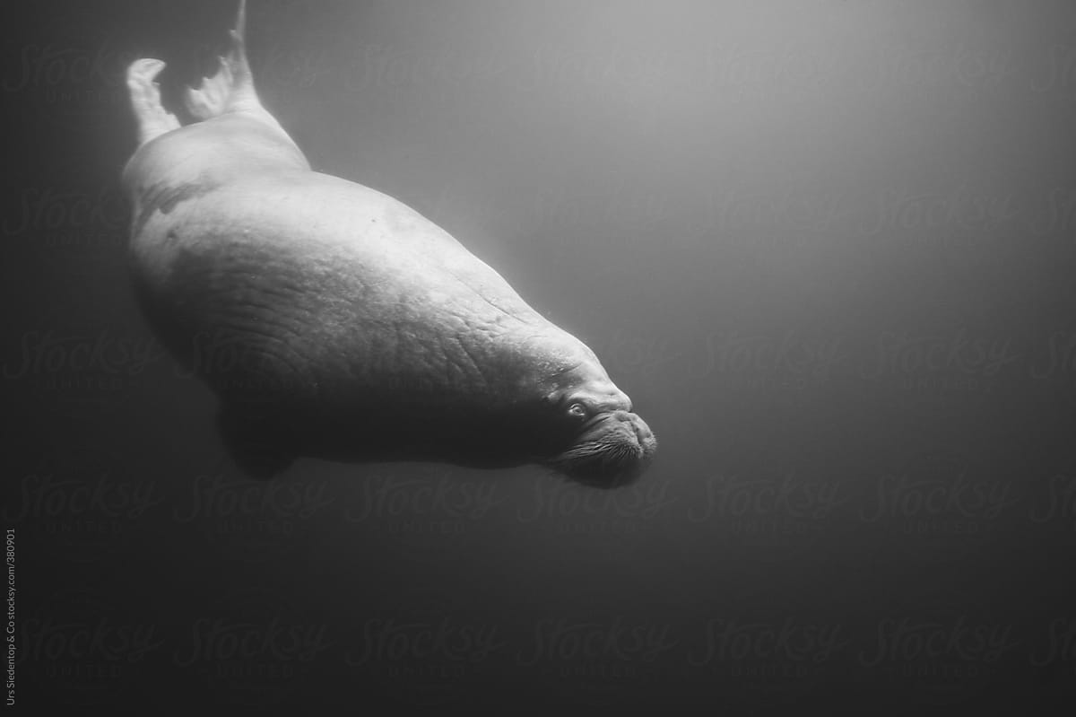 Underwater shot of diving walrus