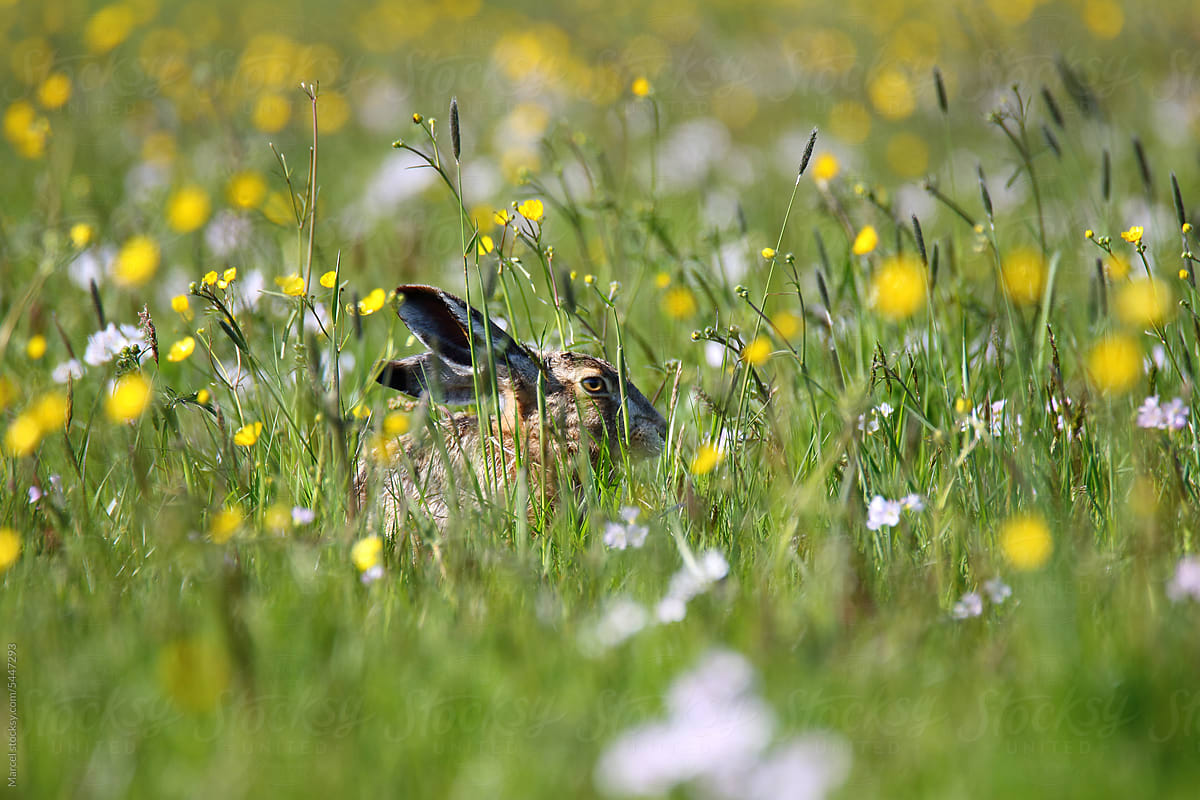 Hare resting in a field in spring