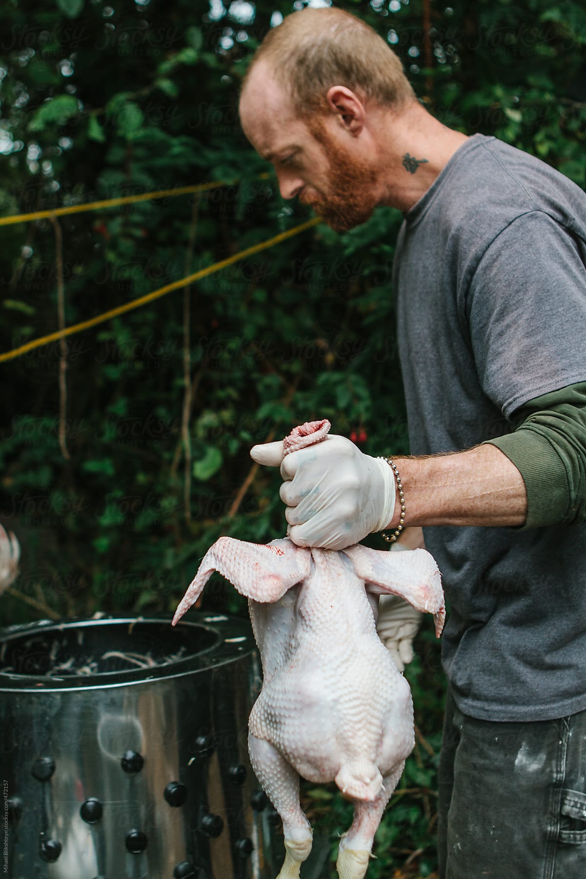Man slaughtering and cleaning a free-range chicken on a small-scale, backyard organic, local farm
