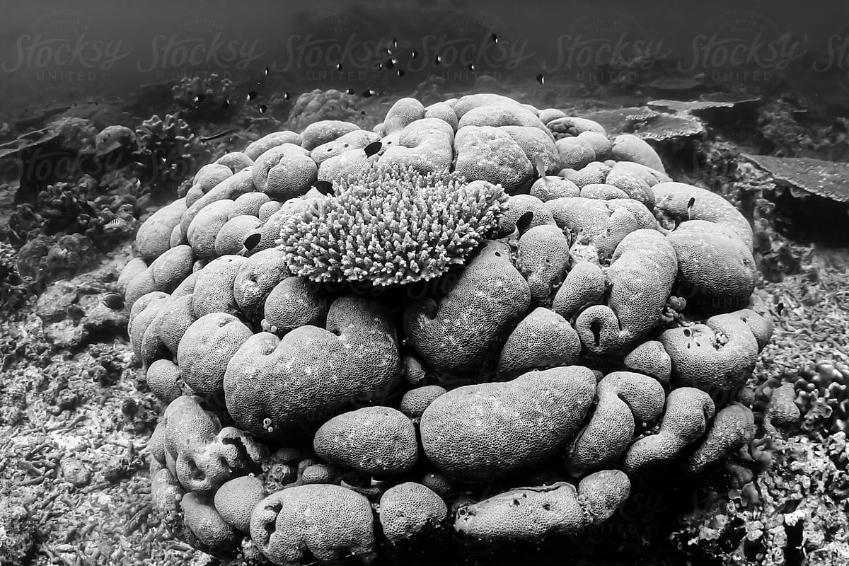 Hard coral formation on the reef underwater in Malaysia