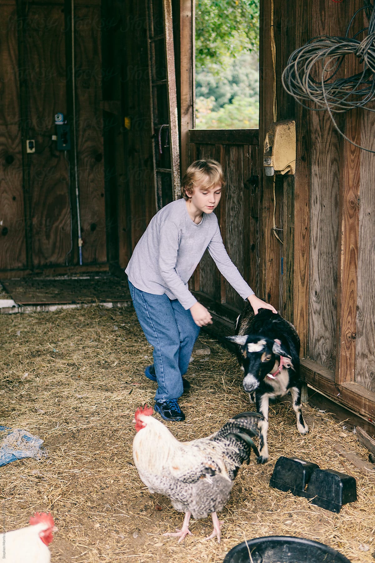 A boy chasing a goat in a barn