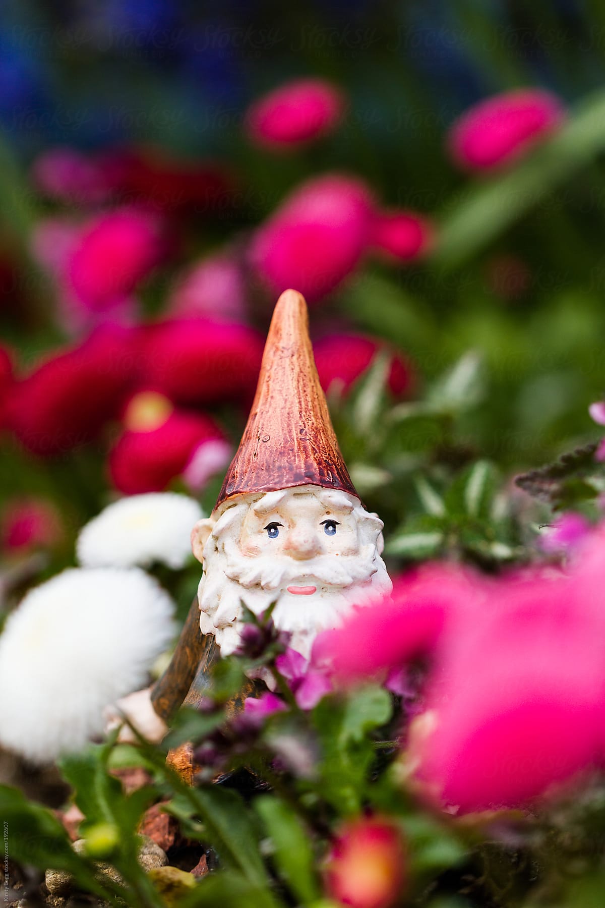 Garden Gnome in Flower Bed