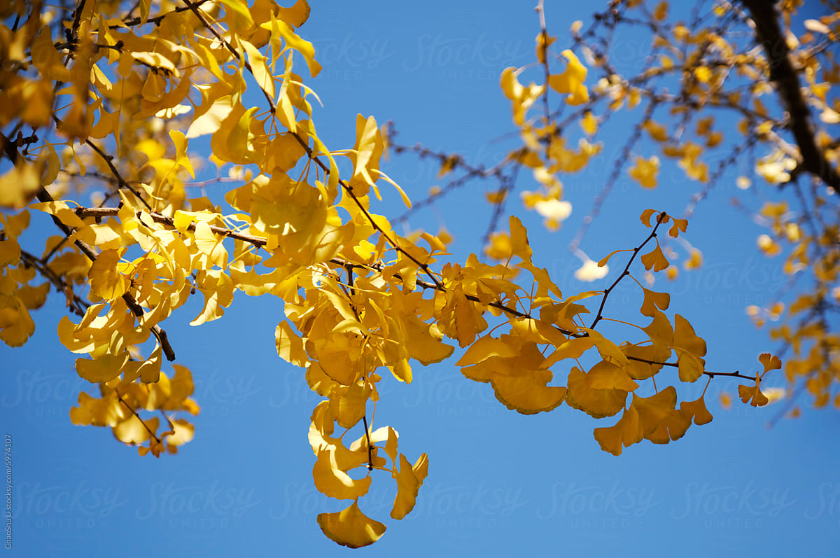 Ginkgo trees and ginkgo leaves background in autumn city