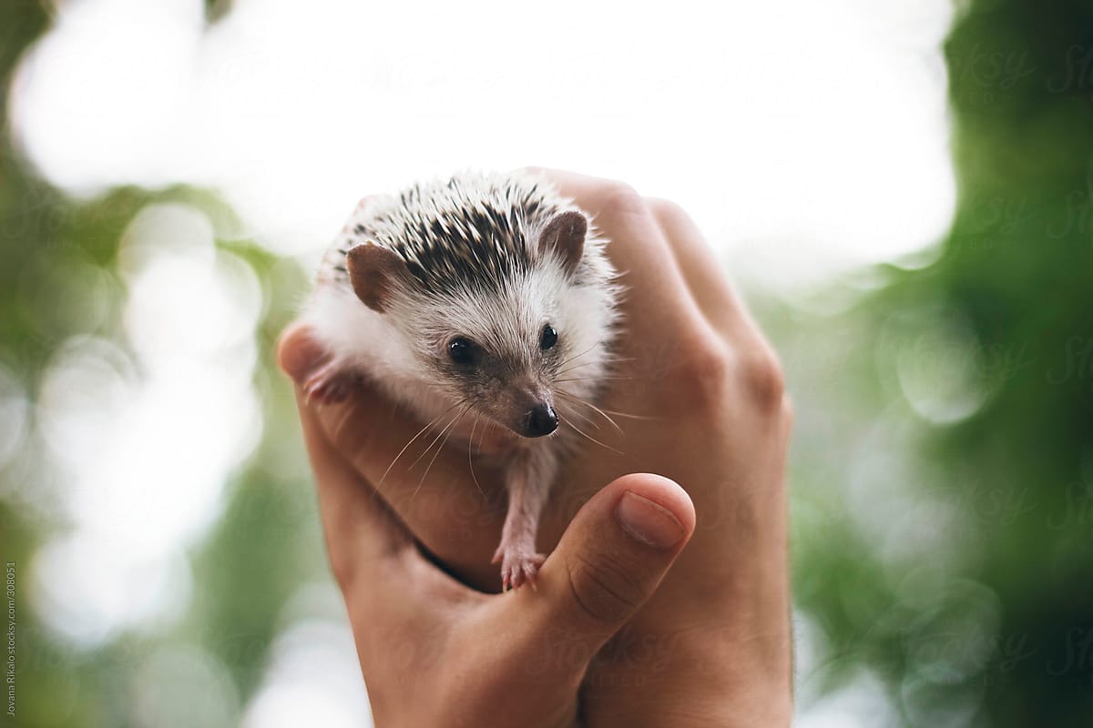 Person holding a cute hedgehog