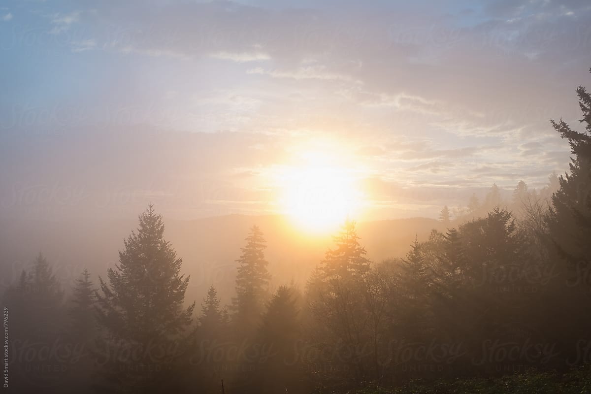 Sun shining through fog shrouded trees