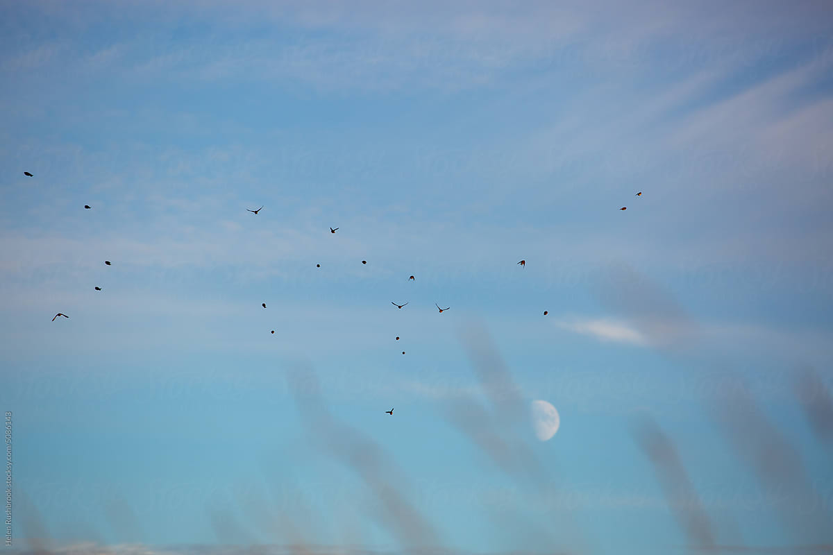 Tiny birds flying into a winter sky.