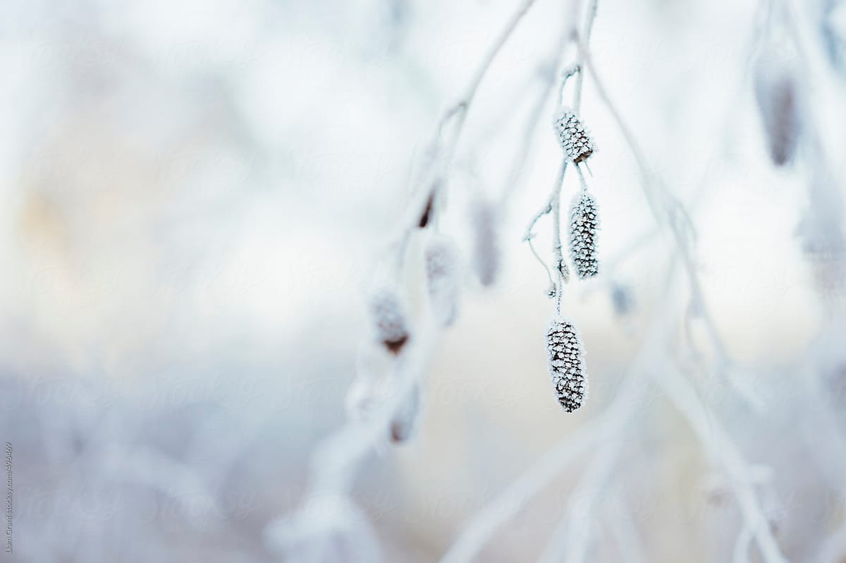 Frost covered Birch tree branches.