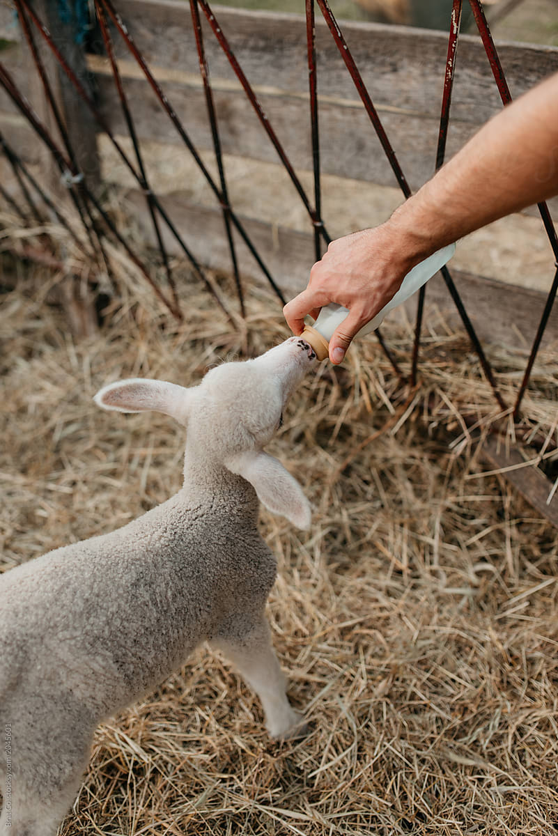 Hand feeding lamb