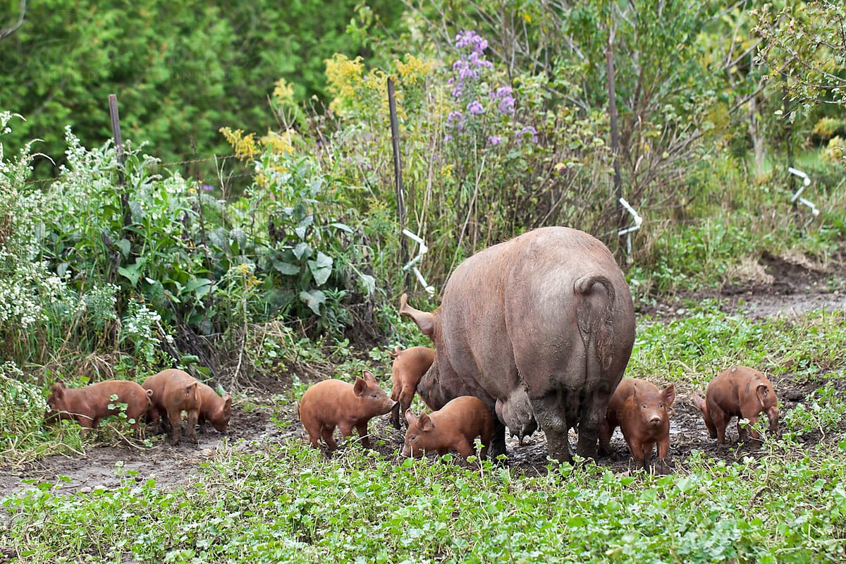 Mama Pig and Her Piglets