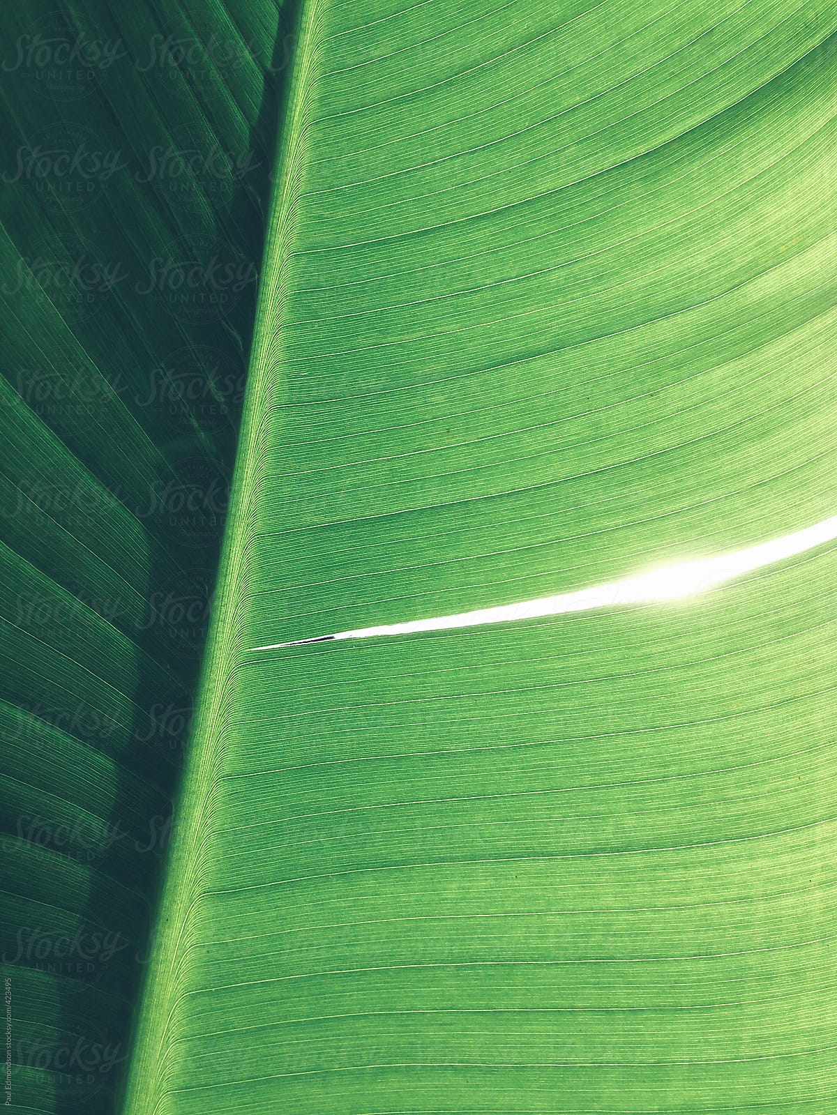 Close up of banana leaf, sunlight shining through small crack