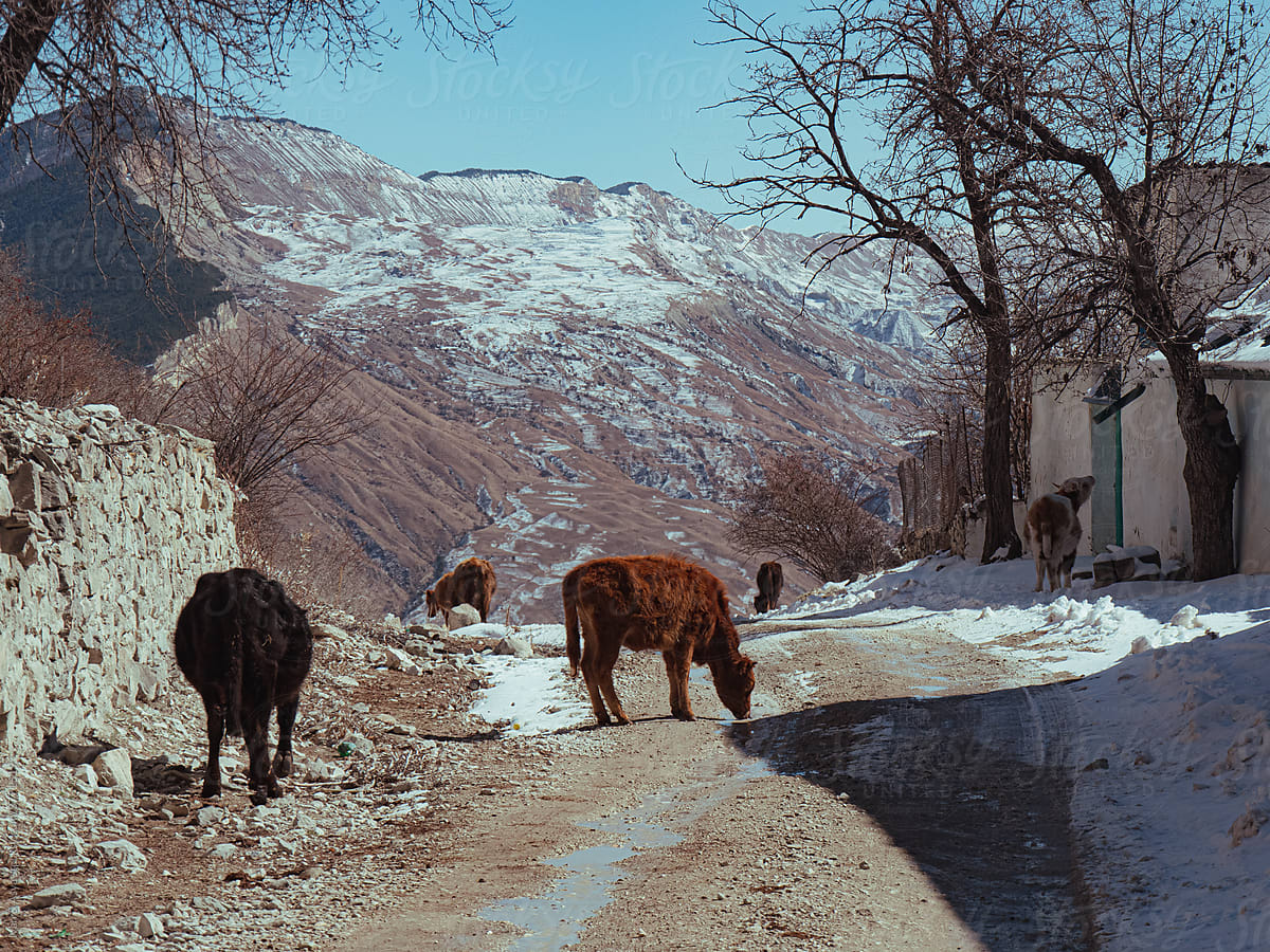 Local Animals in Spring Mountain Rural Village