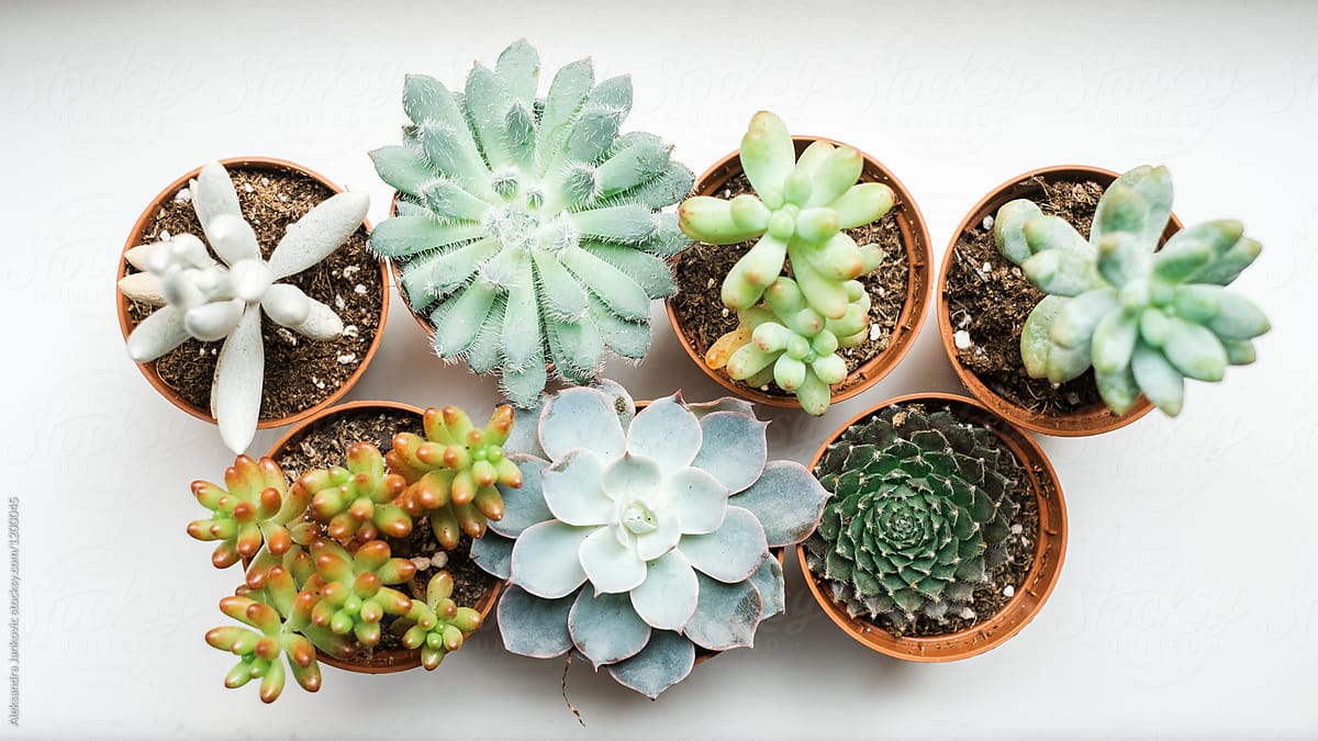 House Plants From Above