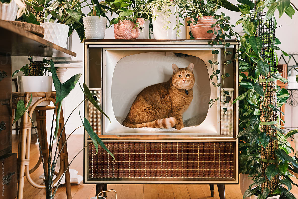 Ginger cat sitting inside vintage tv