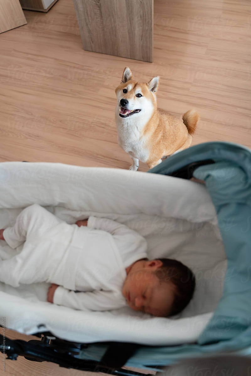 Newborn baby and dog.