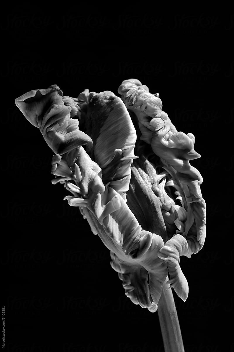 Curly parrot tulip in black and white