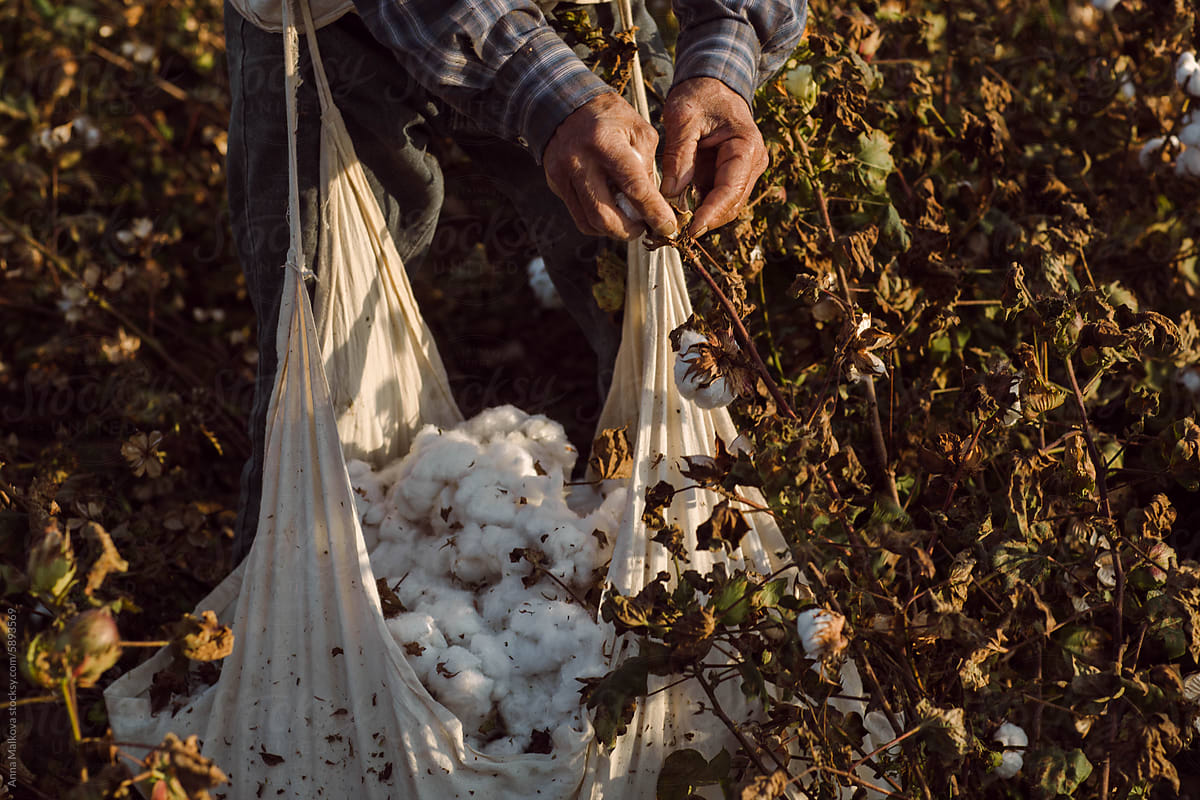 An elderly man picking cotton in a field