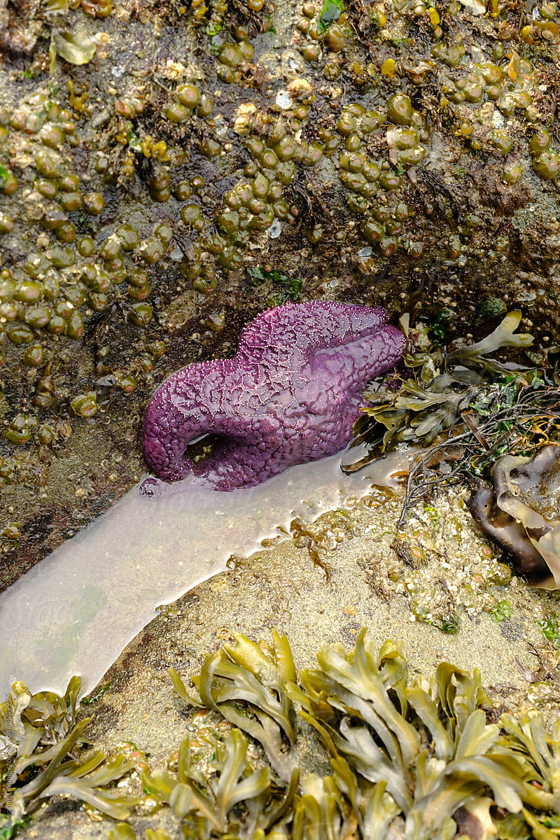 Purple Starfish on in Tide Pool