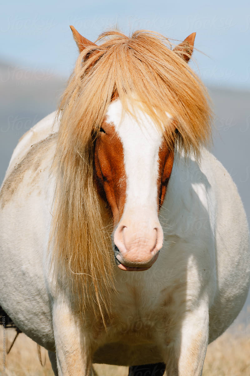 Close up portrait of Icelandic horse free grazing in wild field