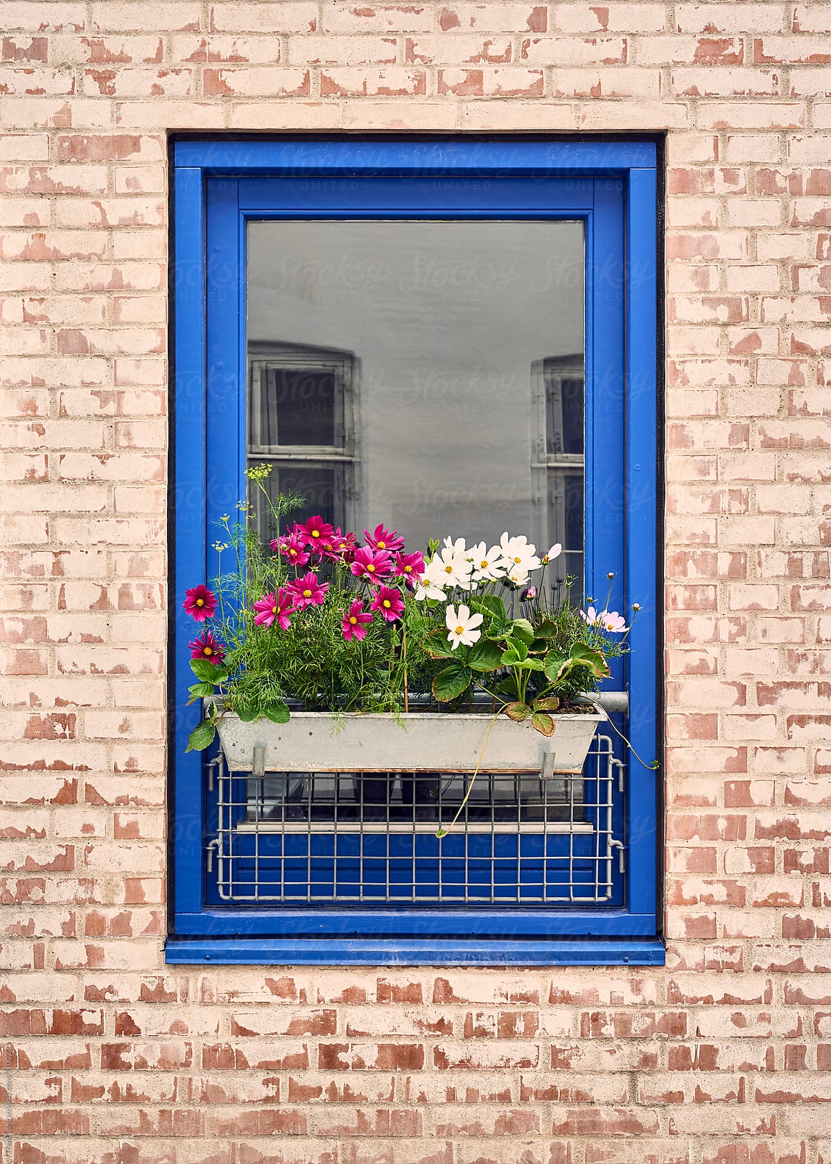 Blue framed window with blooming flowers