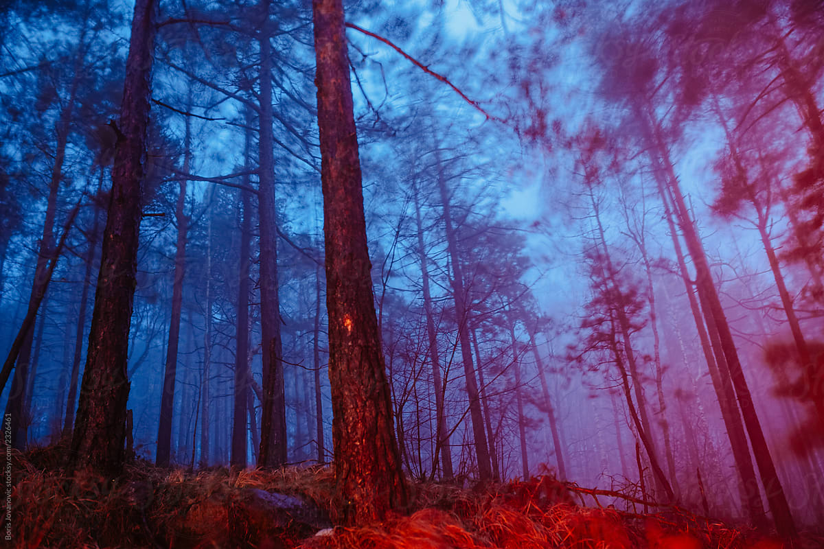 Foggy forest lit by the red light on dusk