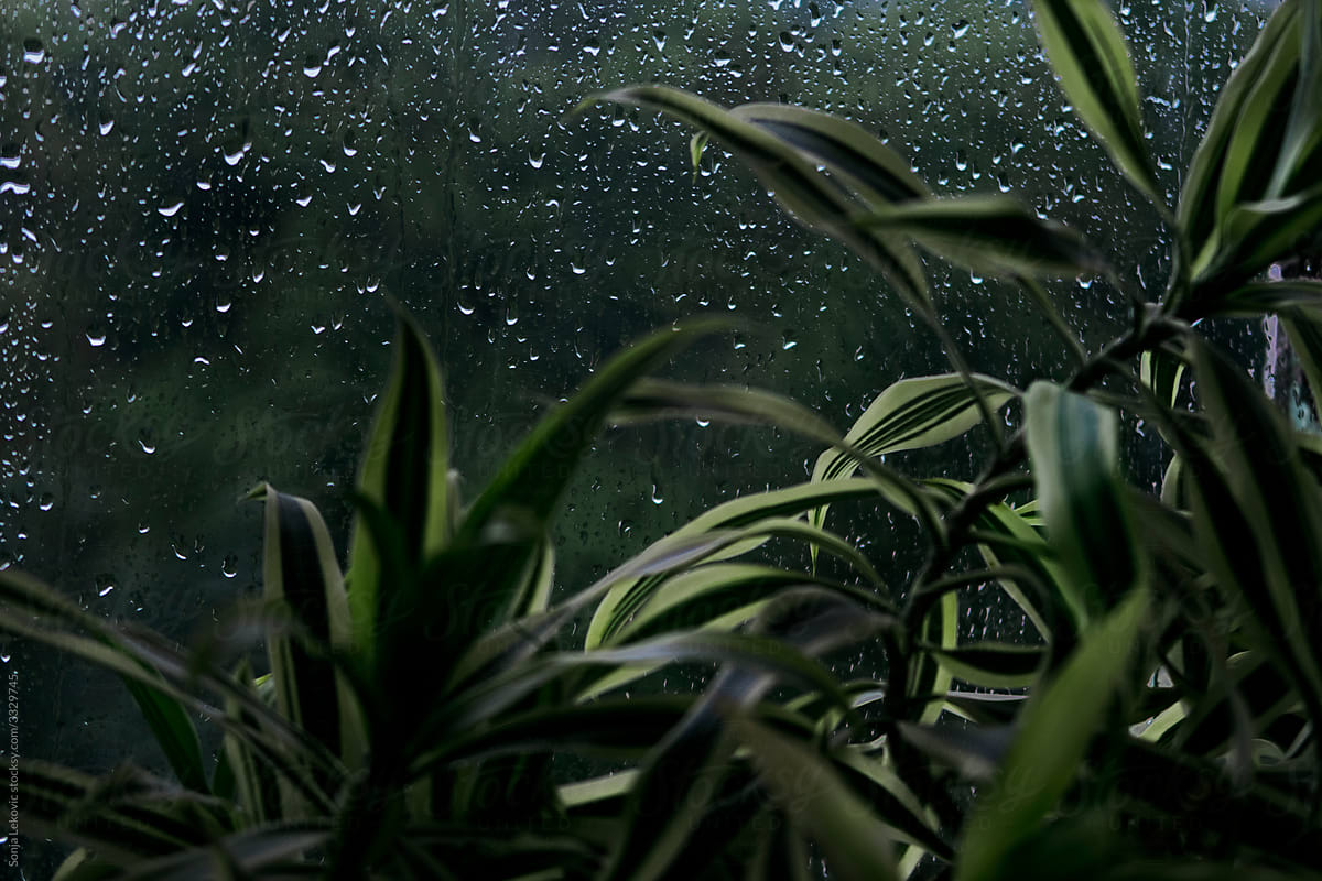 green plant and glass with rain drops