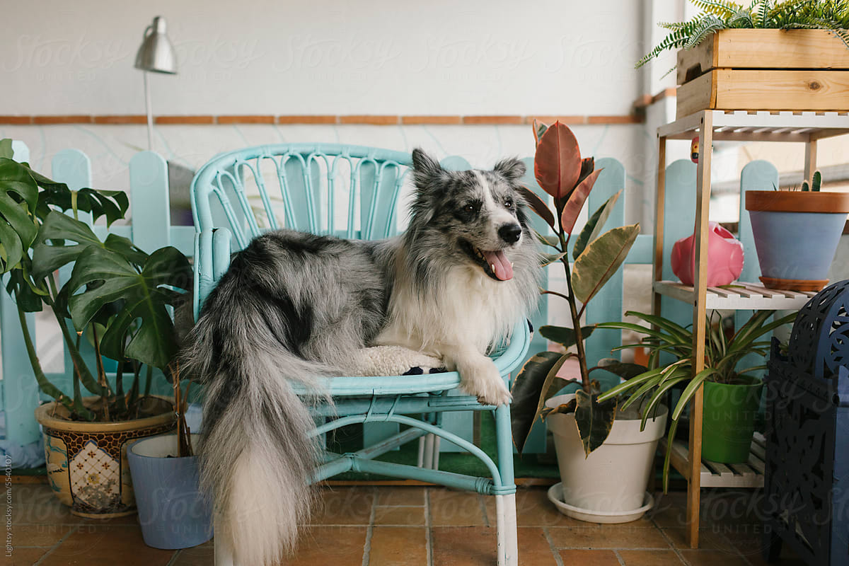Dog in a terrace