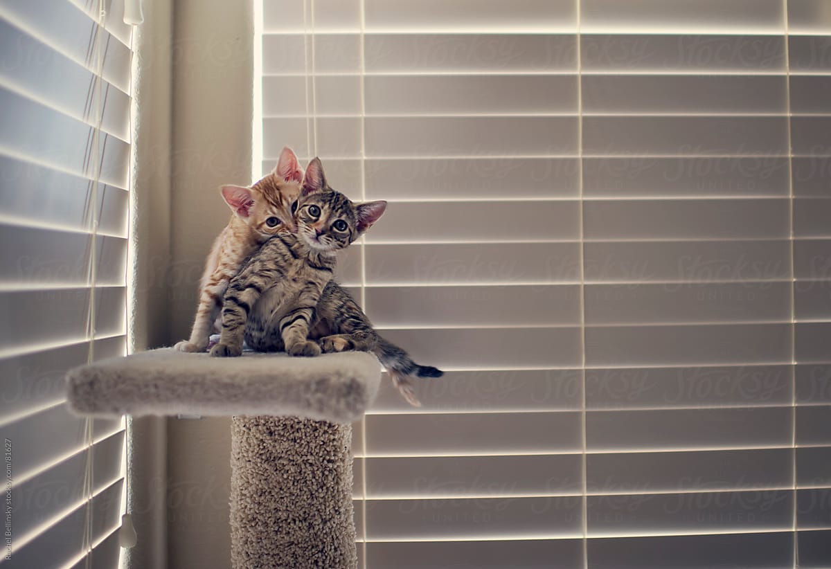 Kittens playing by the window on a scratching post