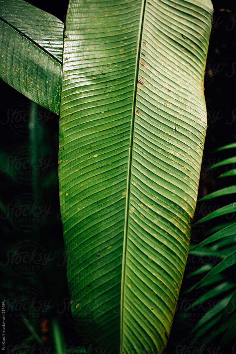Green plant: Banana tree leaf.