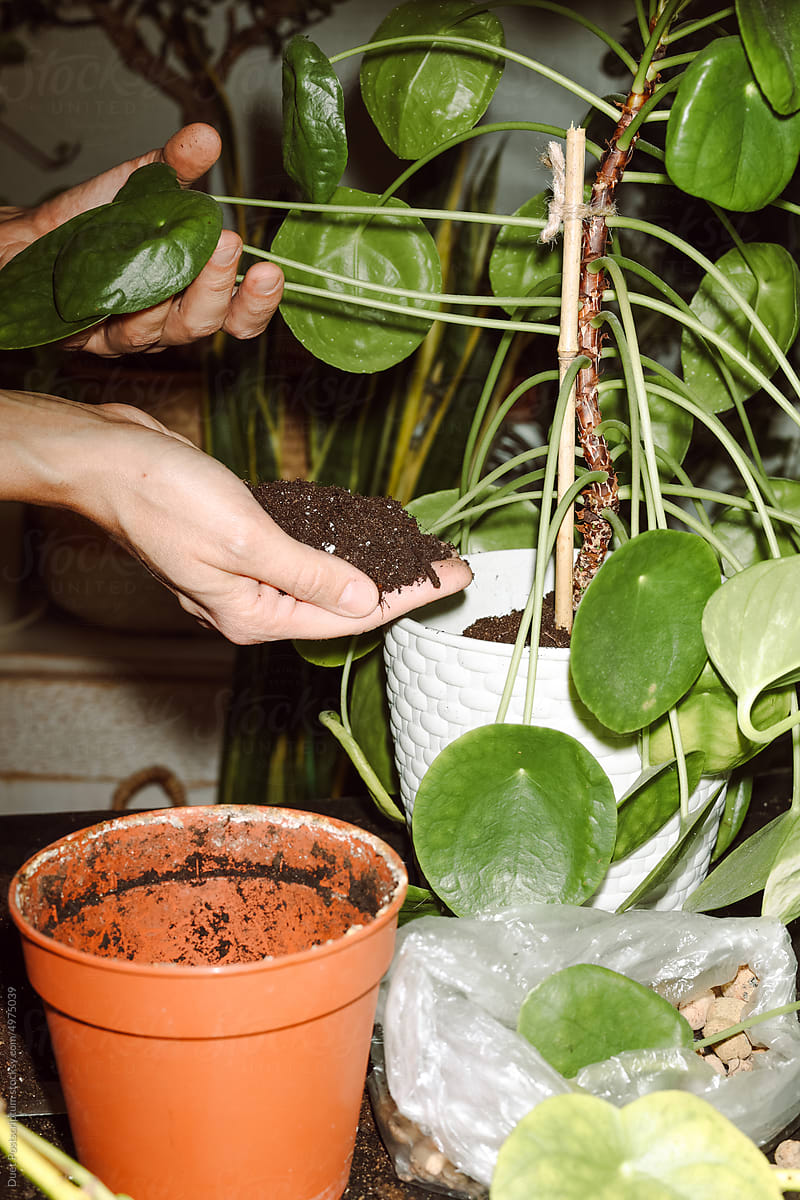 A woman pours a handful of earth into a plant pot