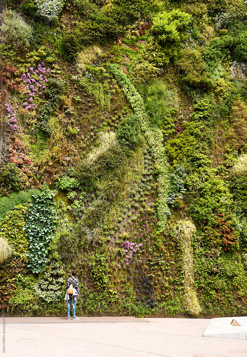 Vertical garden living green wall - climate solutions