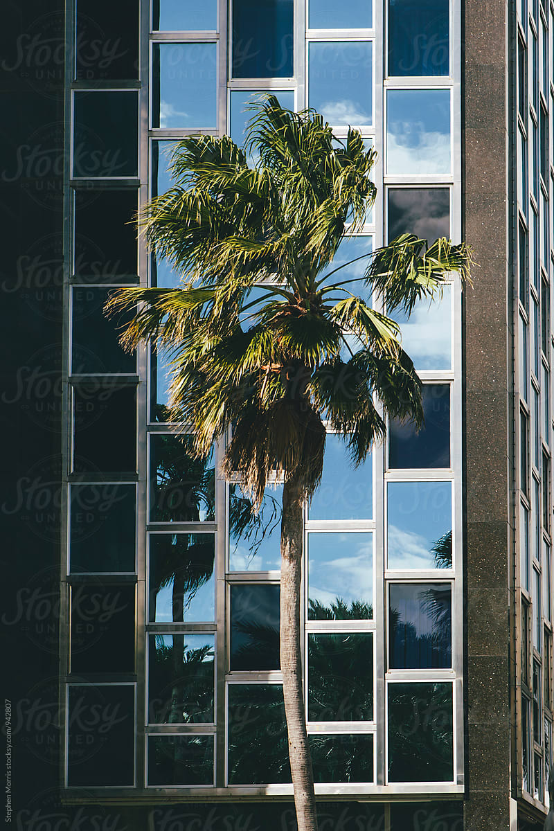 Palm Tree in front of building