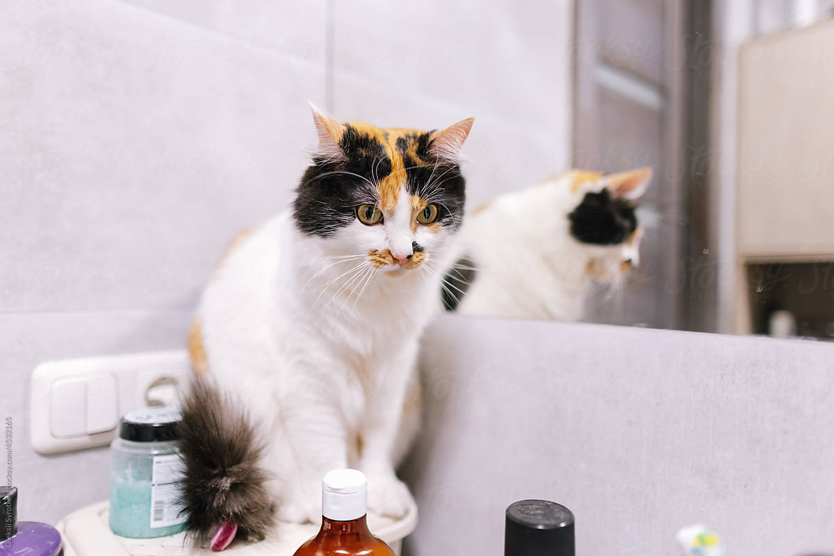 Cute cat sitting in bathroom near different bottles on shelf