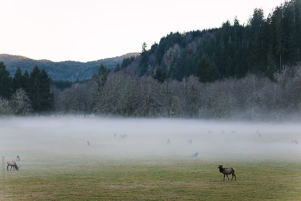 Field of Elk in the Mist