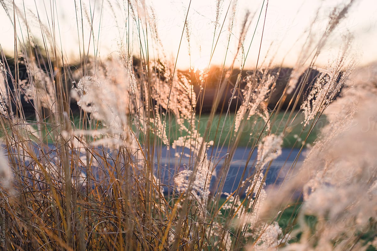 Setting Sun Peaks Through Autumn Grasses By Holly Clark