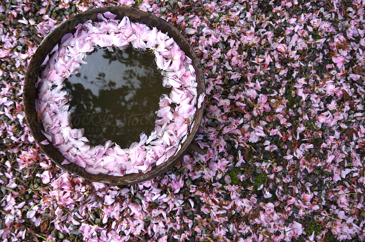 Cherry Blossom Petals fallen into a Flowerpot full of Rain Water