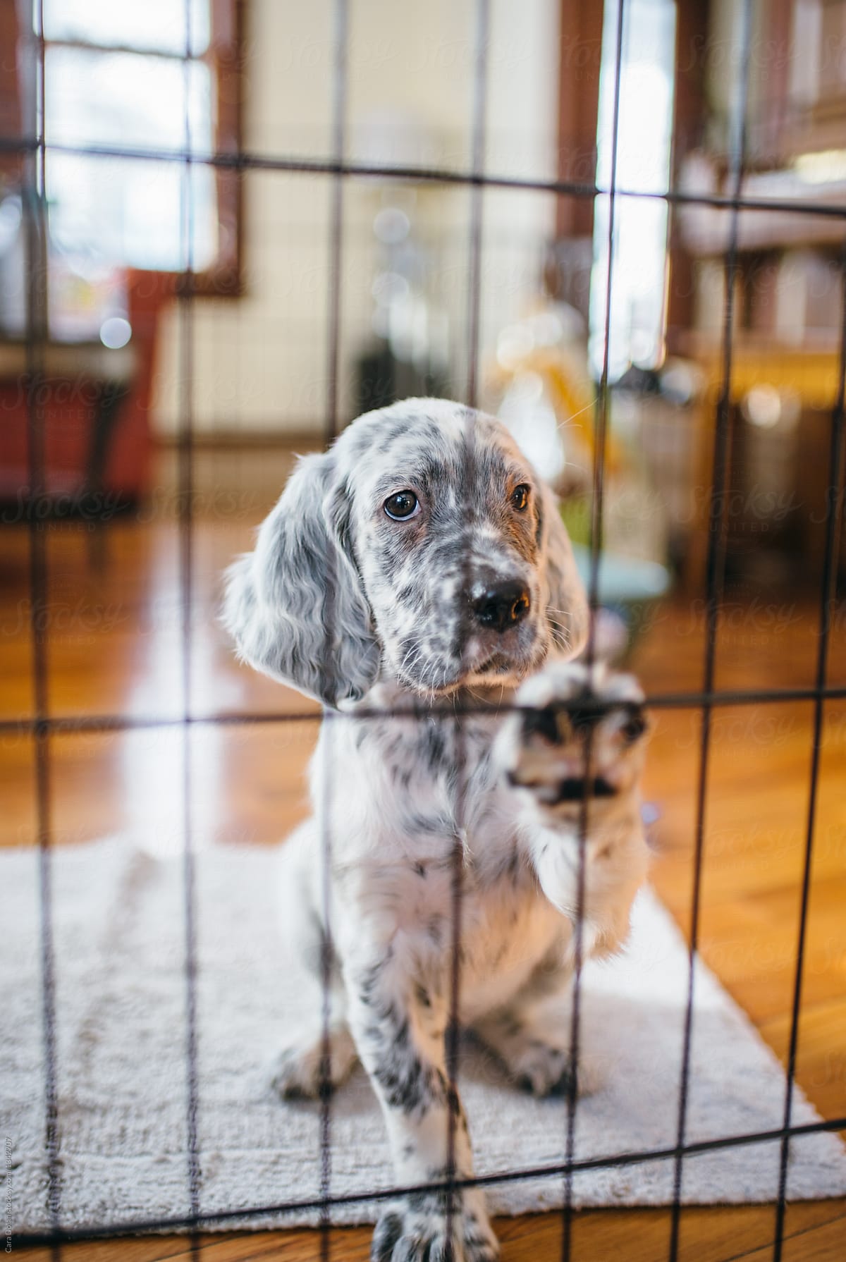Young English setter puppy in a dog pen
