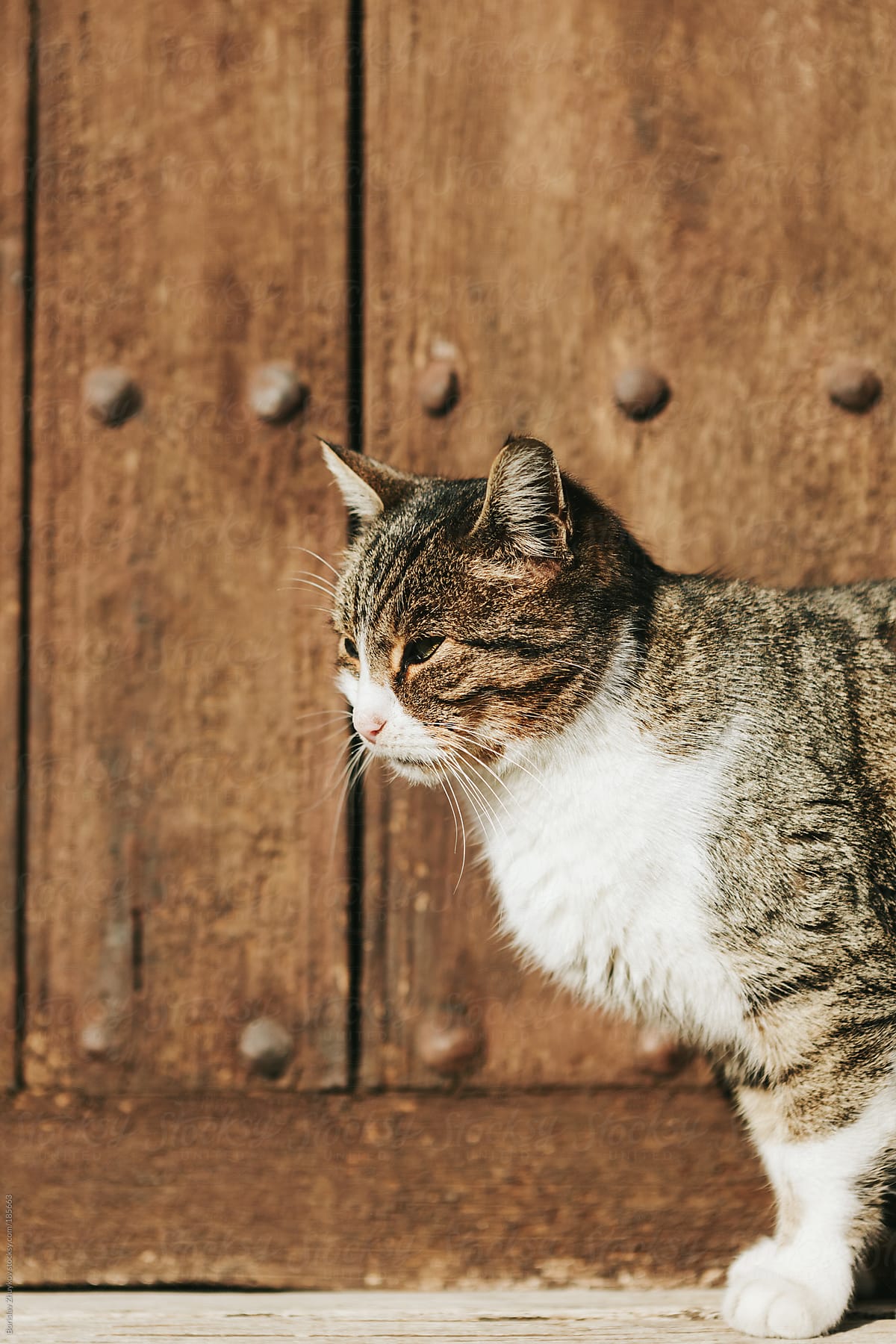 Cat on wooden door background