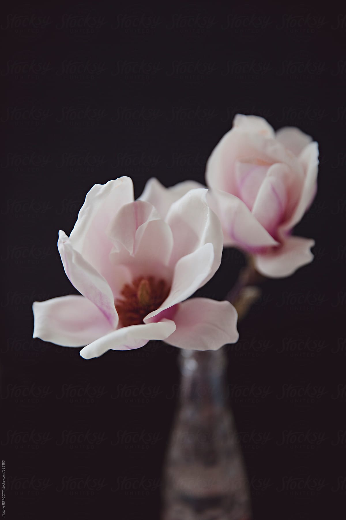 close up of hand picked magnolia flowers in bloom