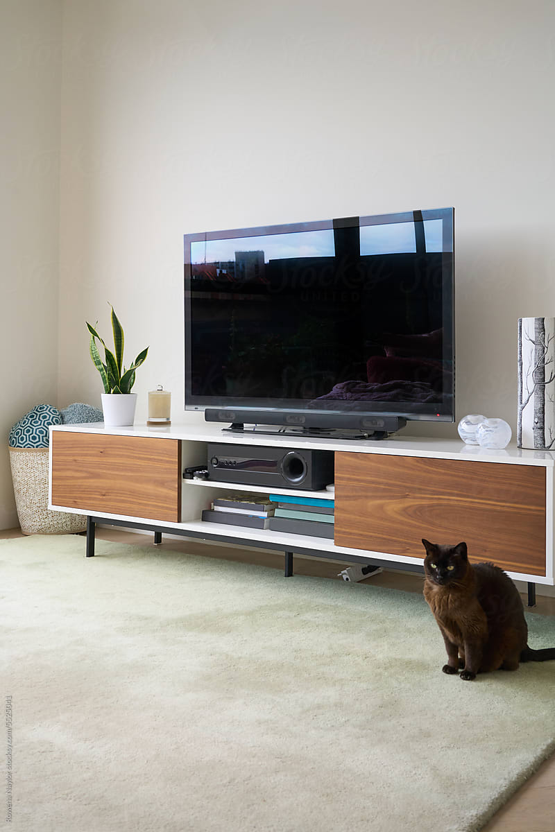 TV cabinet in lounge room with cat