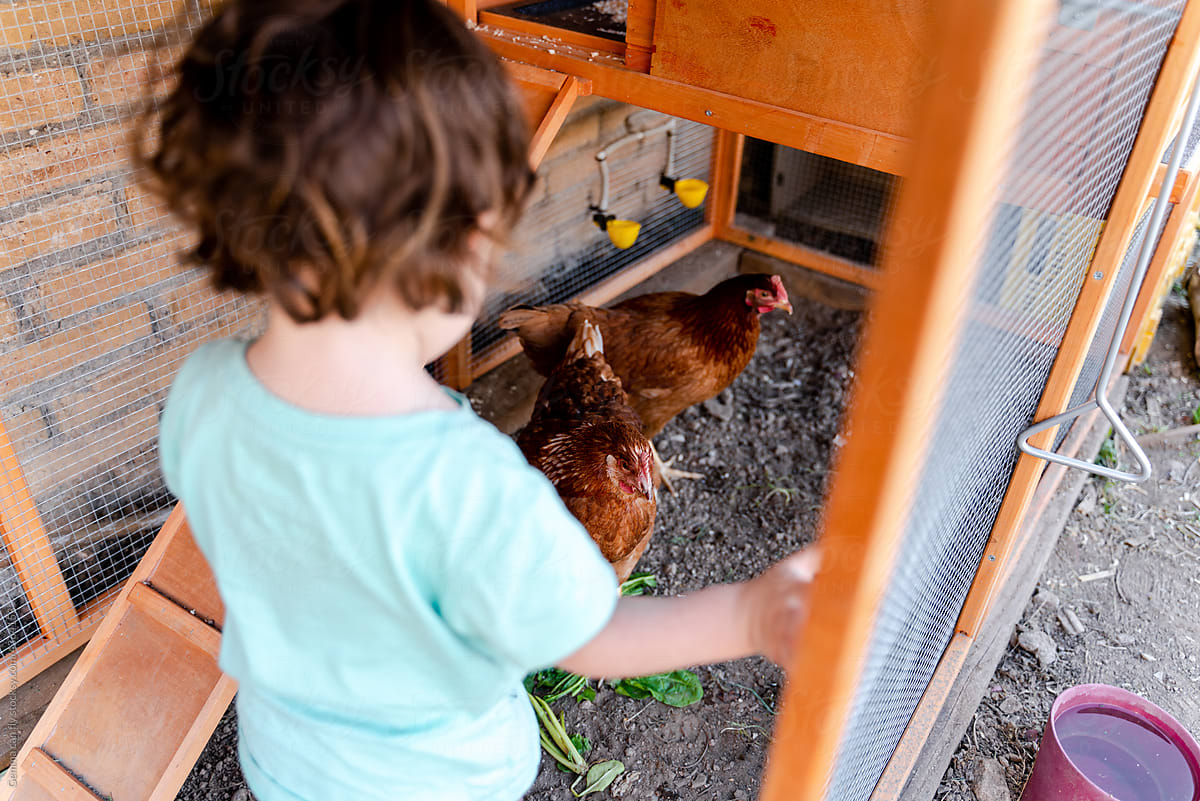 Little girl looking after hens in the yard