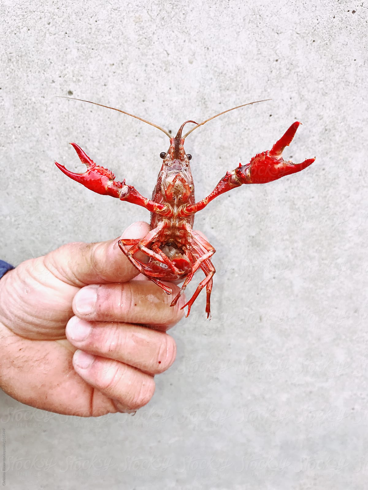 Man's Hand Holding A Crawfish by Stocksy Contributor Christina