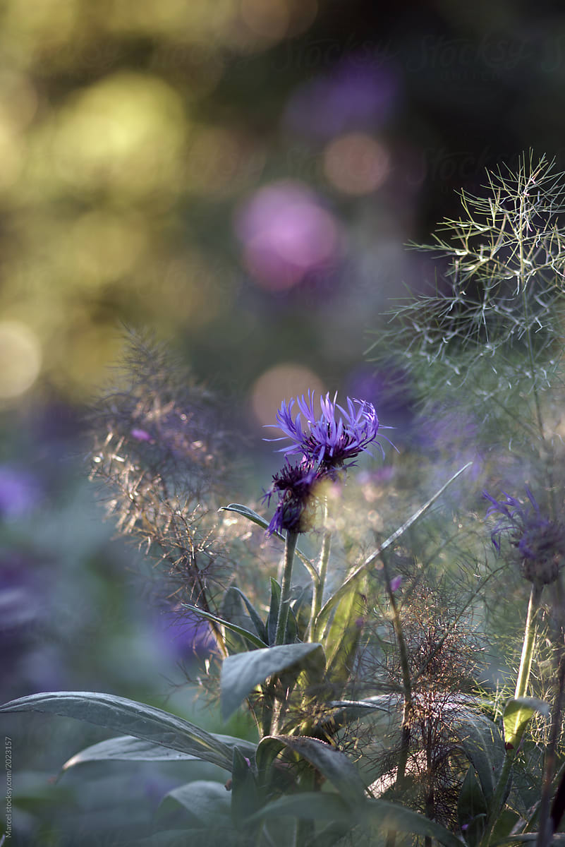 Blue Centaurea Flower And Purple Fennel In Summer Border Shallow Focus By Marcel Garden Summer Stocksy United