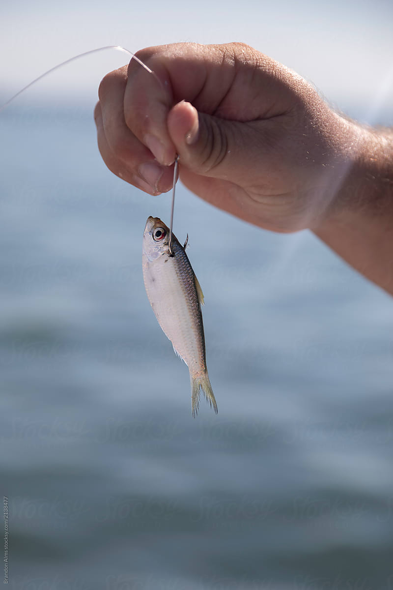 Bait Fish Hooked And Ready by Stocksy Contributor Brandon Alms - Stocksy