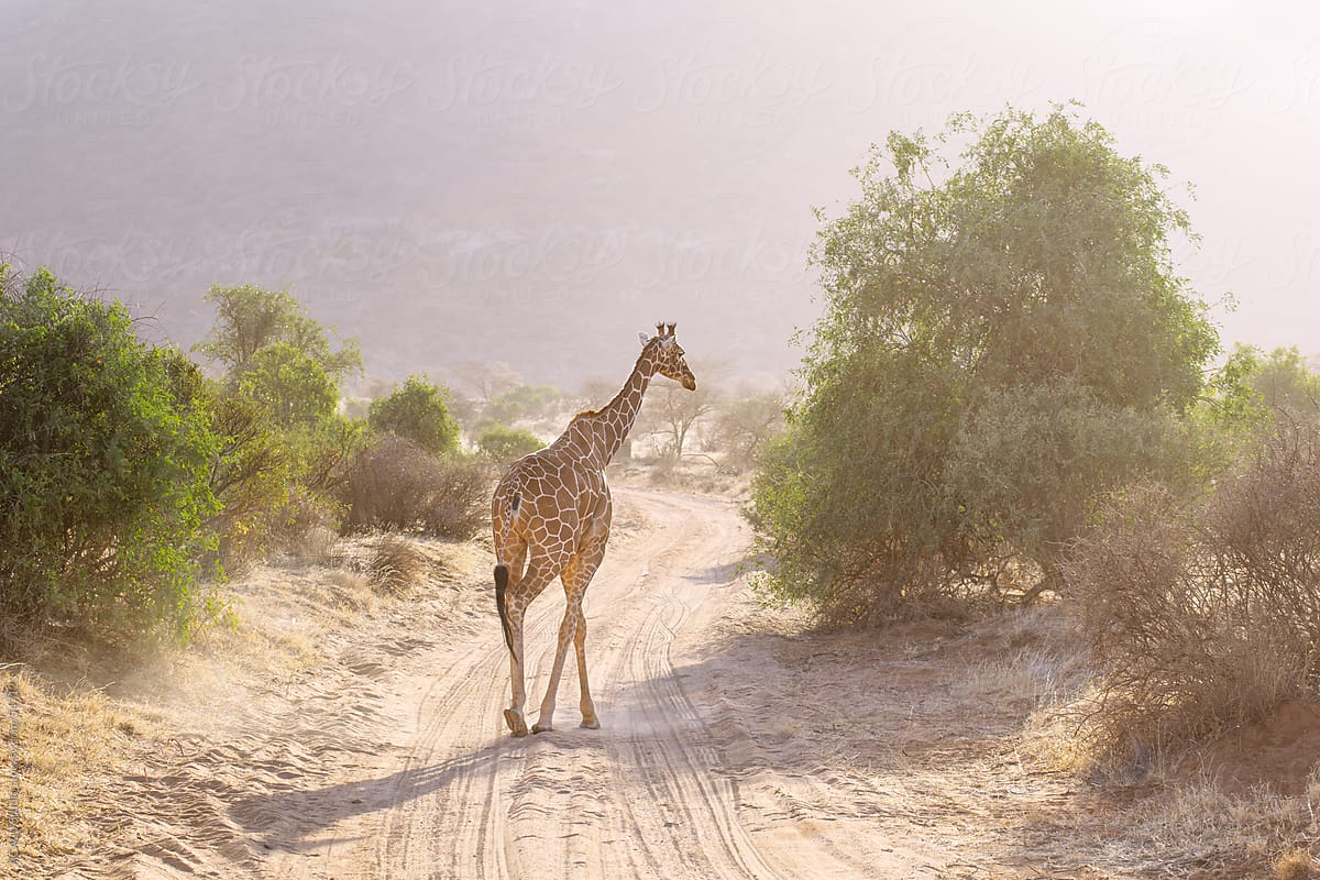 Giraffe walking along a road