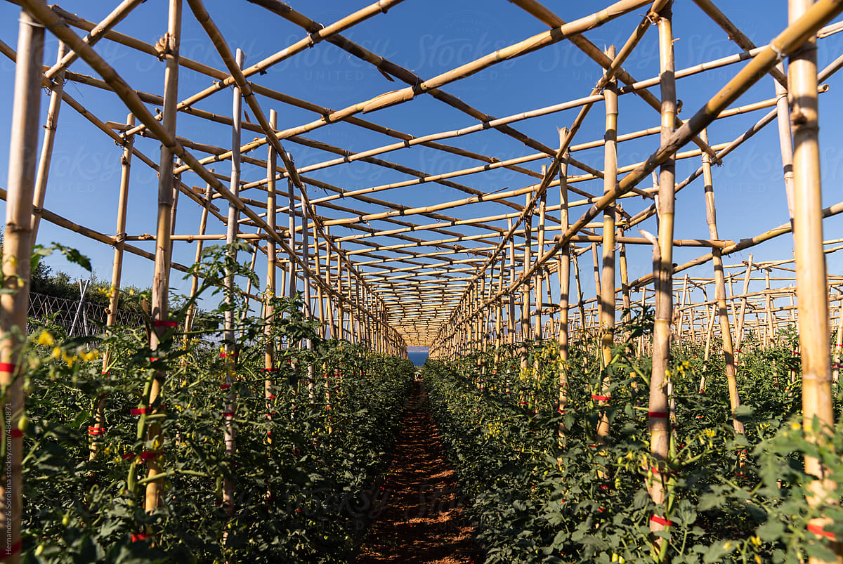 Tomato Plantation In Greece